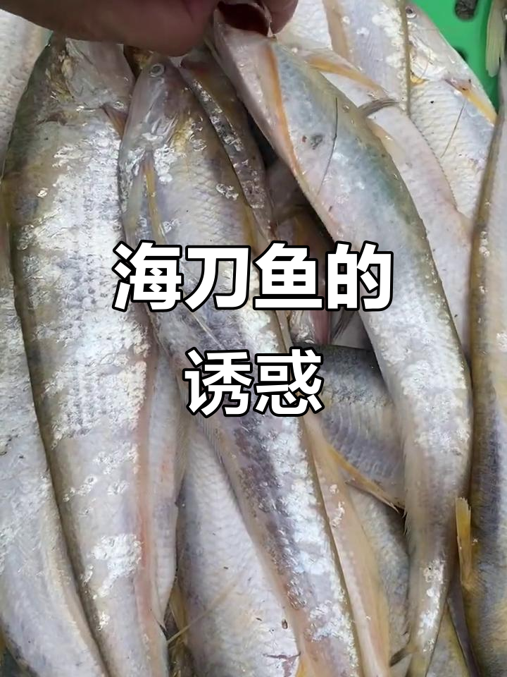 野生海刀鱼,肉质鲜嫩,价格亲民!