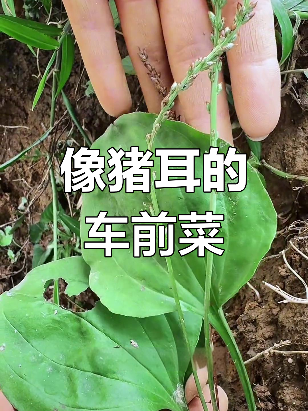 车前菜:猪耳朵般的叶子,村里老一辈常采回家做药膳
