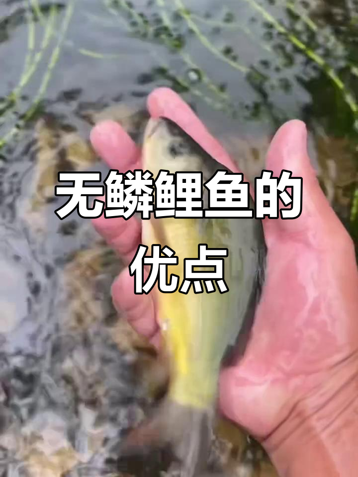 见过这种无鳞鲤鱼吗?生长快,病害少