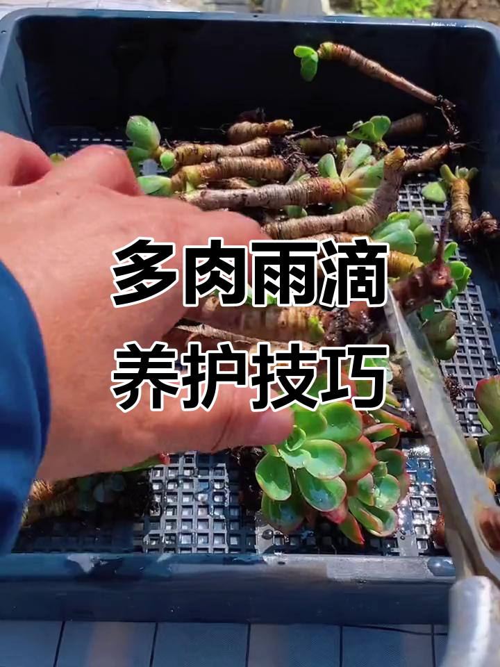 雨滴多肉植物养护全攻略,如何避免根系腐烂和叶片消失
