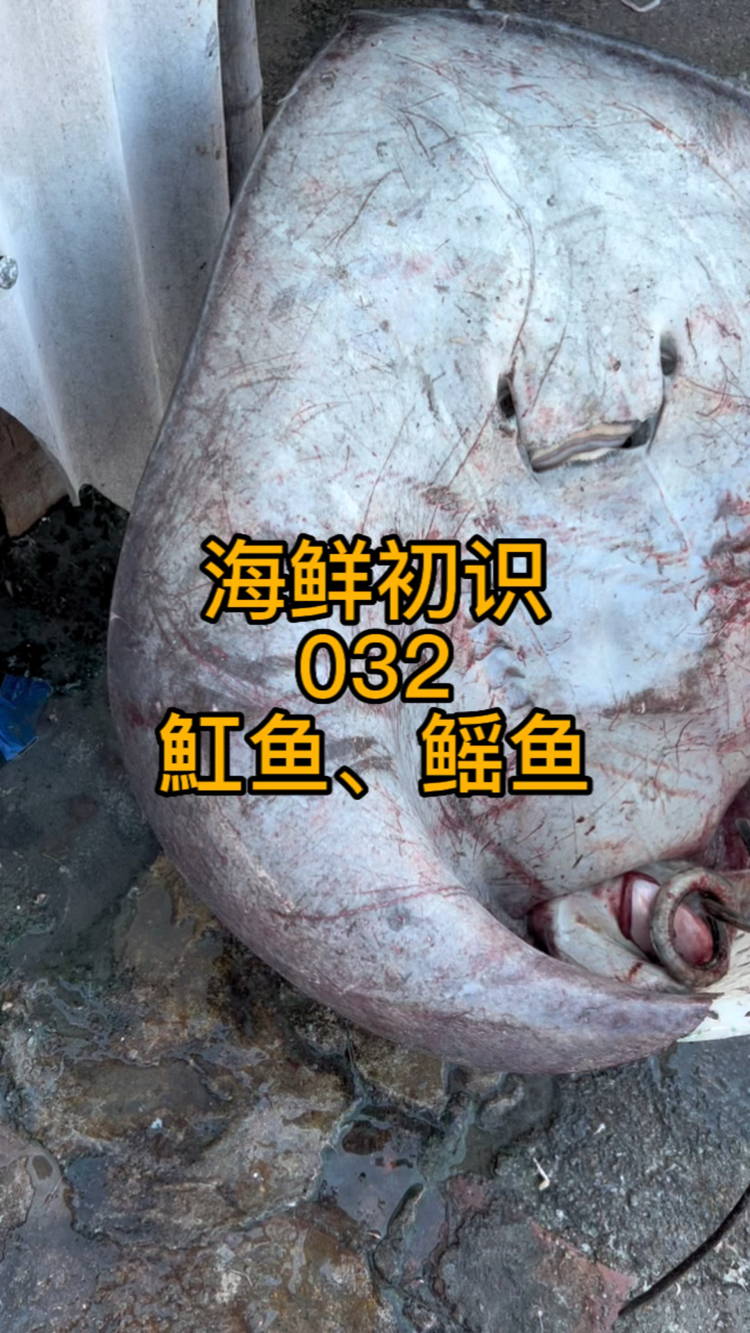 好几种鳐鱼魟鱼也叫魔鬼鱼哦