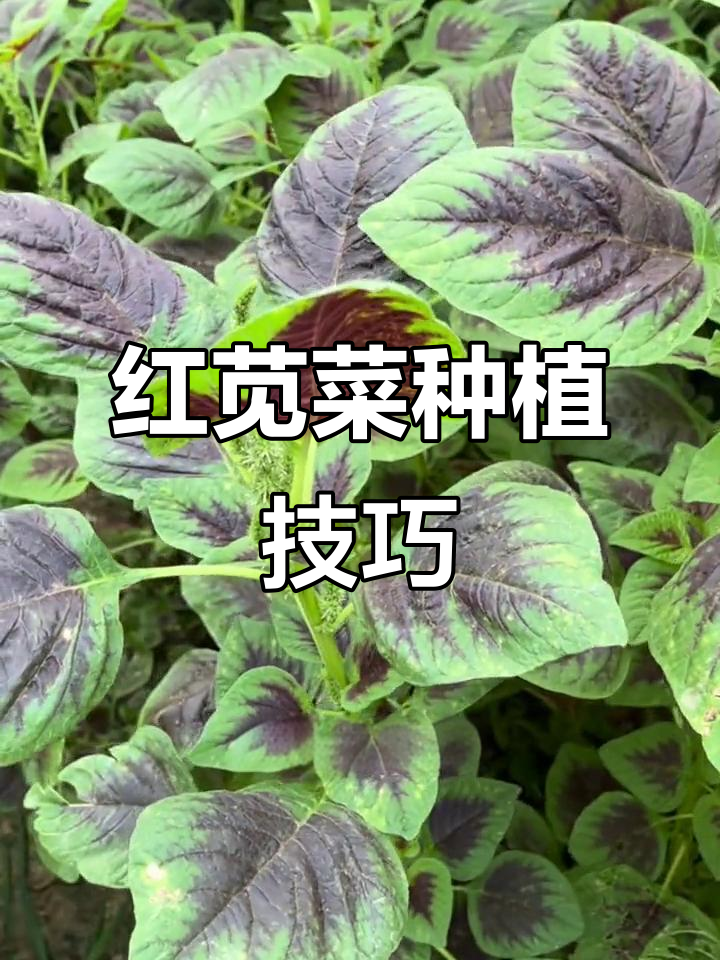 六月苋菜撒籽就能长,钙铁丰富易吸收