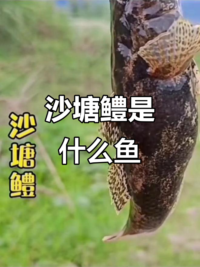 沙塘鳢:一种淡水食肉鱼,冬季潜伏深水捕虾