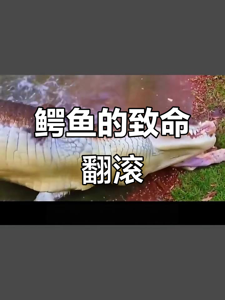 鳄鱼死亡翻滚惊险瞬间,竟能轻松拧断猎物腿