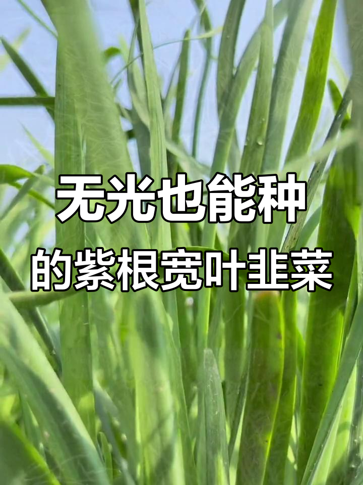 光照不好也能种韭菜,三天发芽二十天采收,健康又美味