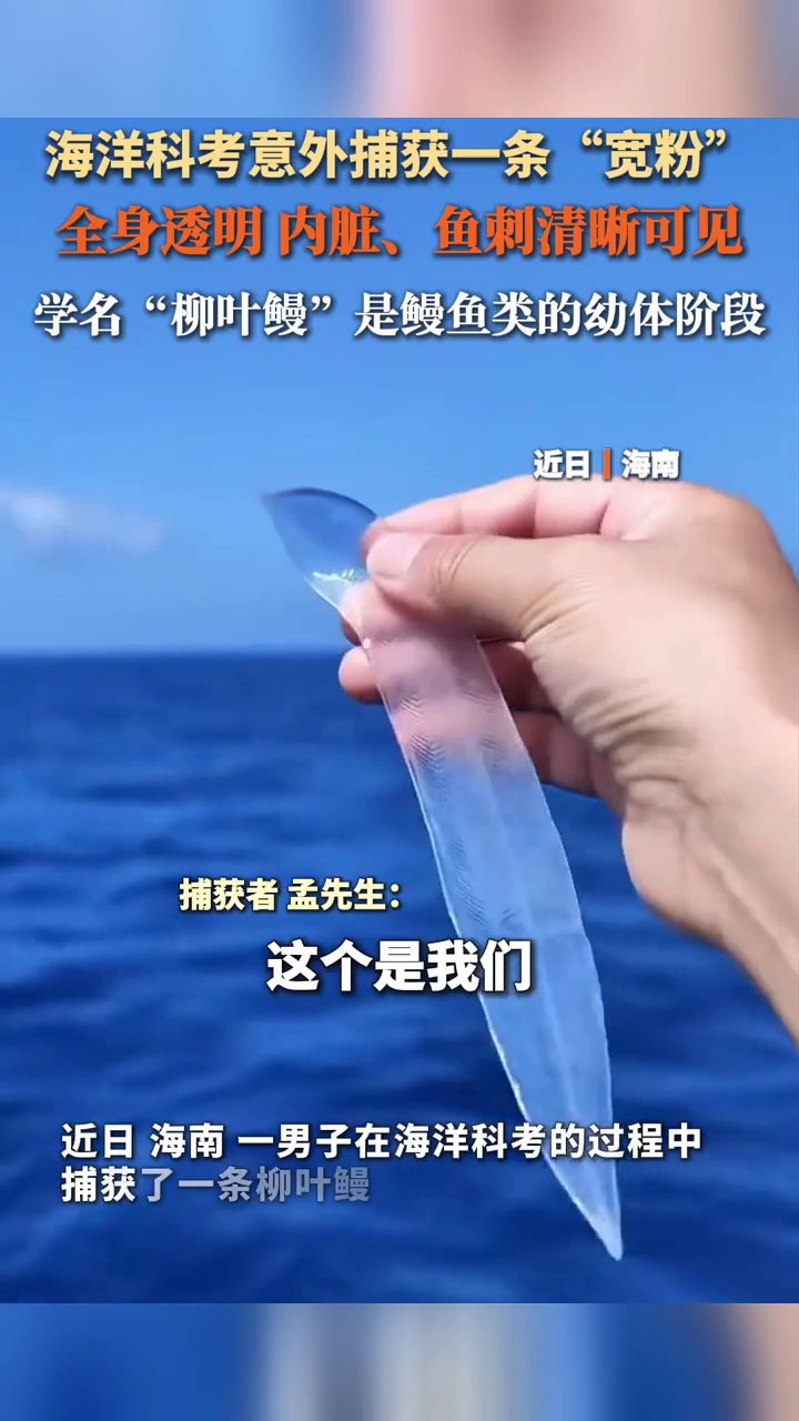 男子在海洋科考意外捕获一条怪鱼,通体透明,内脏鱼刺清晰可见