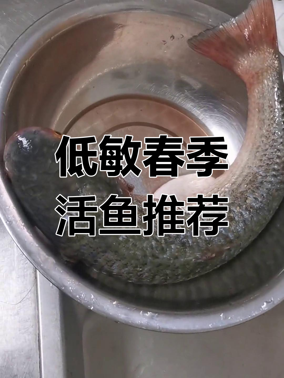 春天吃活梭鱼,低敏又安全