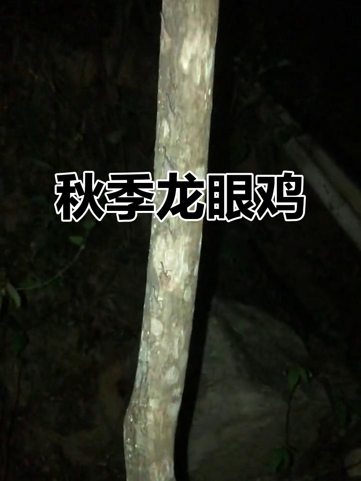 龙眼鸡幼虫4月集结，准备越冬，来年春季展活力