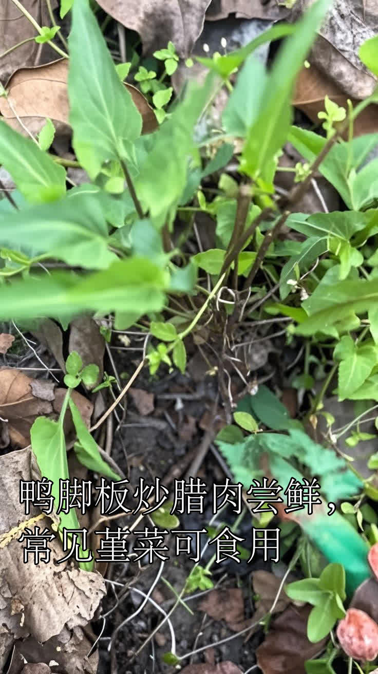 鸭脚板炒腊肉尝鲜,常见堇菜可食用
