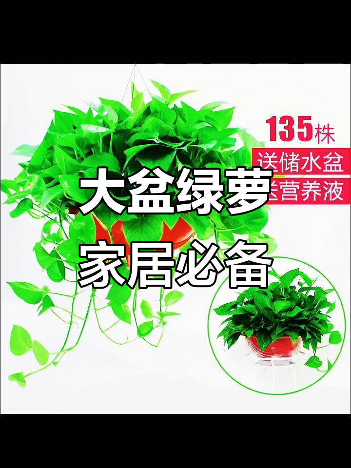 室内绿植首选!大盆绿萝打造清新空气,设计感满分