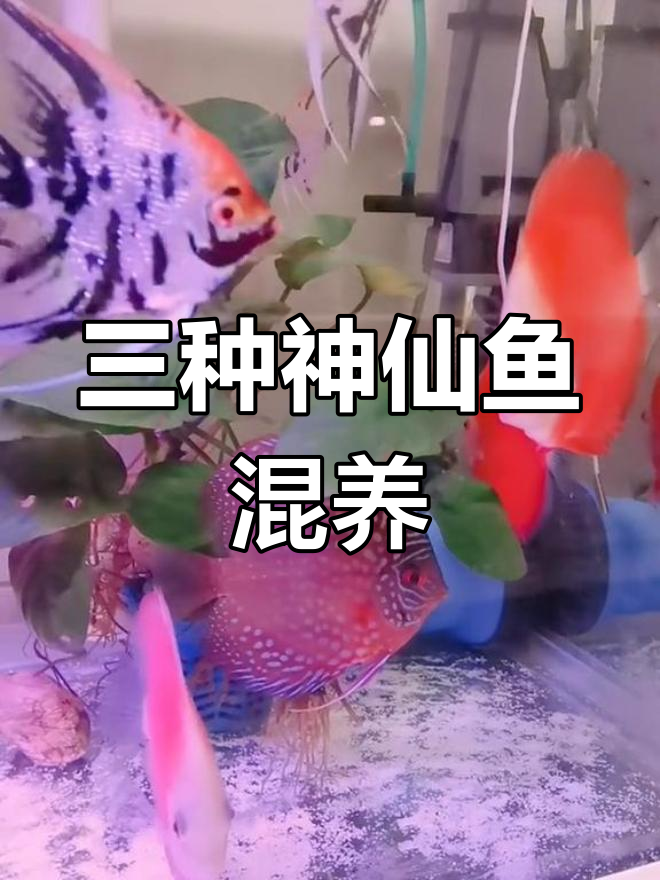 七彩神仙鱼与熊猫、三色混养效果如何?