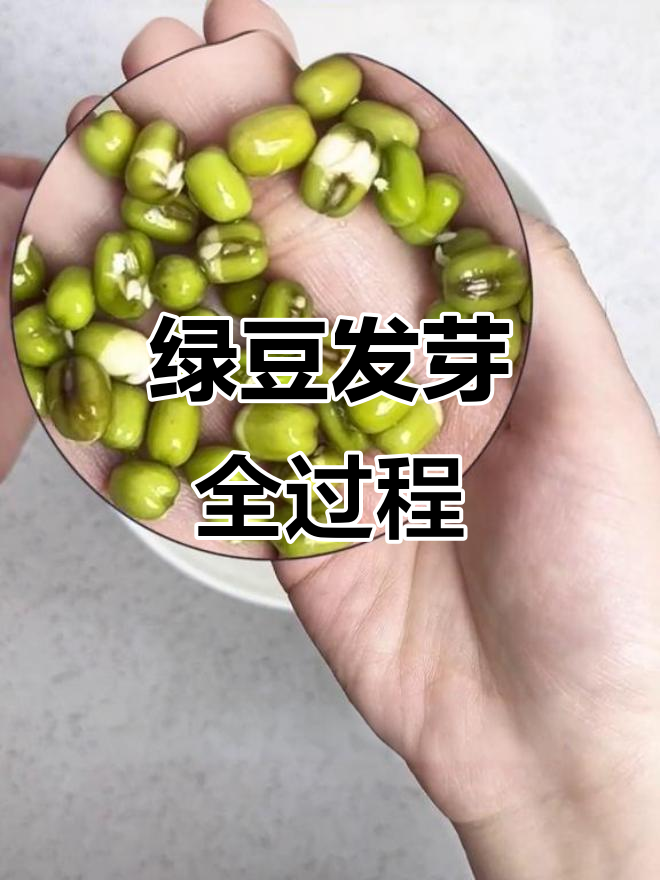 绿豆发芽观察日记:从种子到嫩芽的成长过程