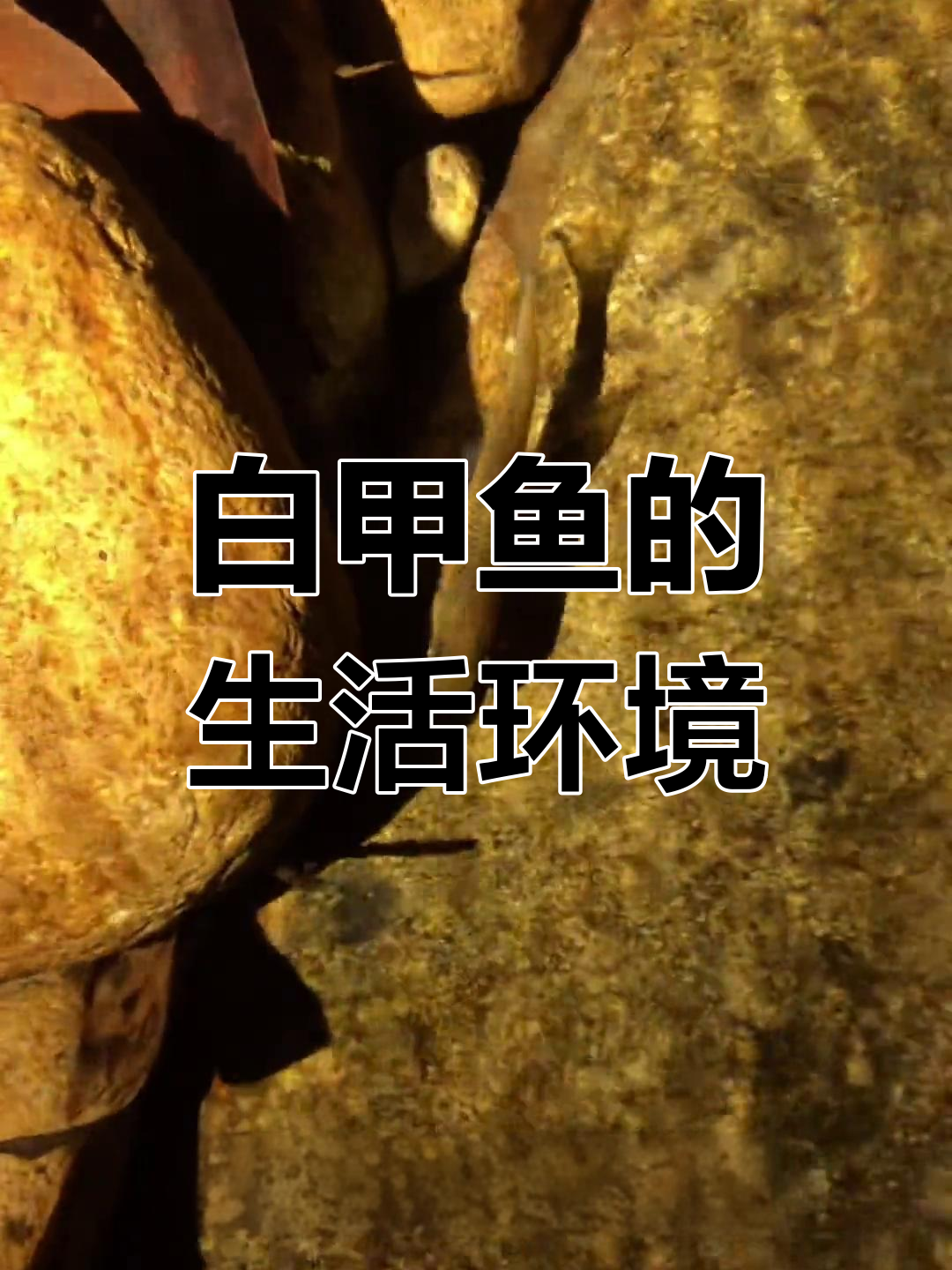 台湾溪流中的原生淡水鱼:白甲鱼的独特生活习性