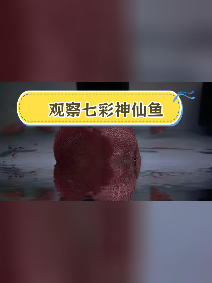 这条尖嘴鱼的变化记录