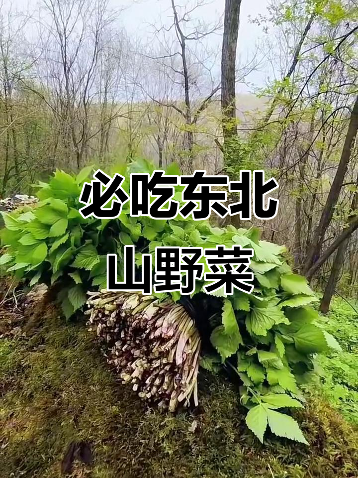 东北人最爱吃的12种山野菜,春天味道满满
