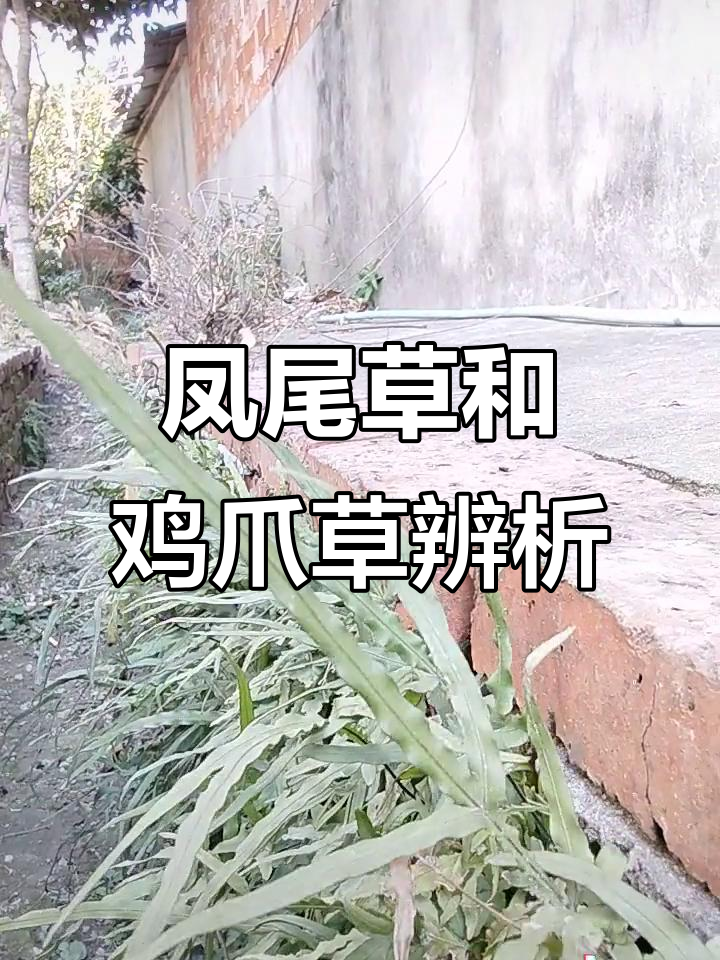 凤尾草与鸡爪草的区别,根没挖掉又长出来了