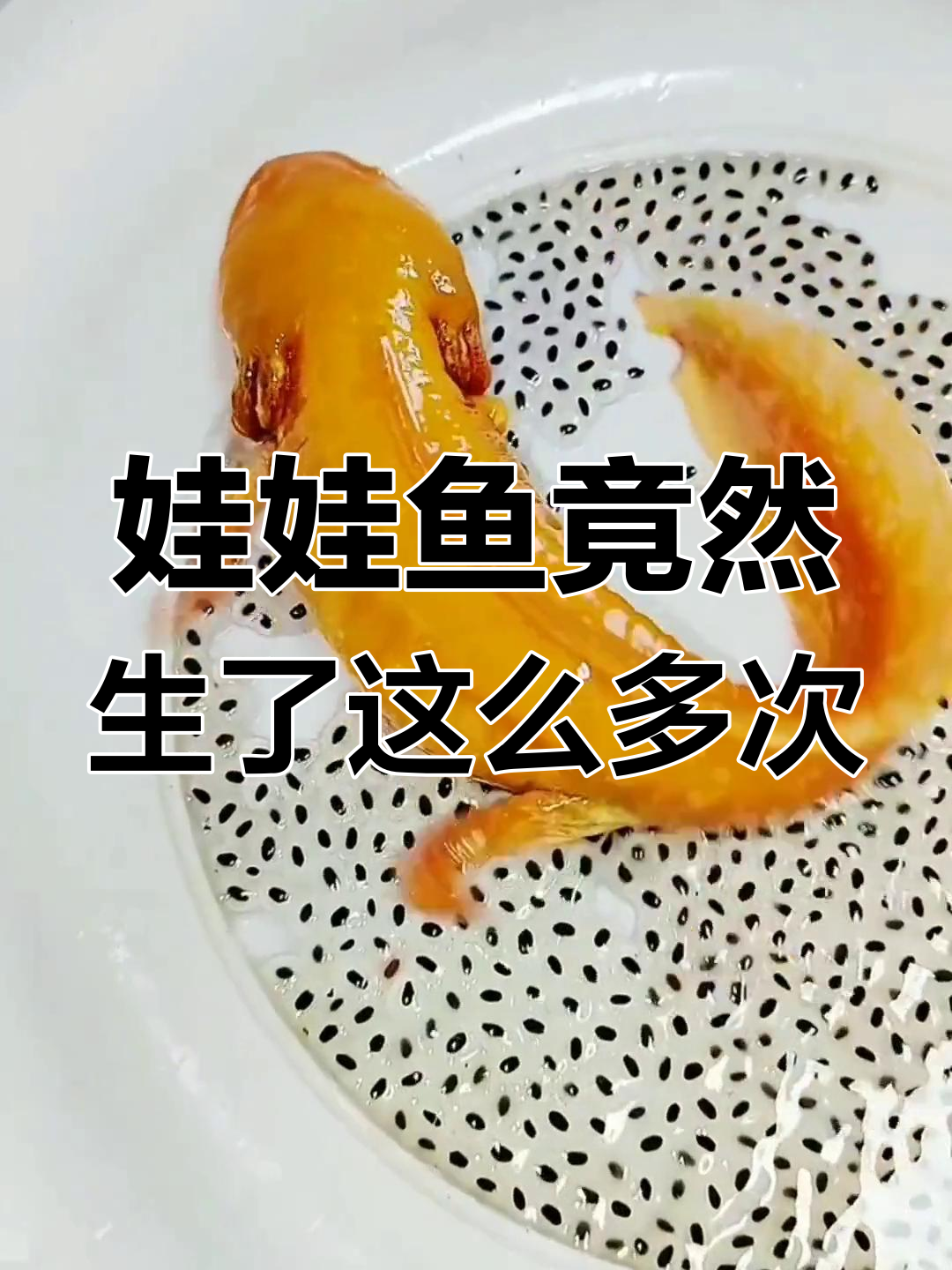 六角恐龙鱼一口气生这么多,真是吓到我了!