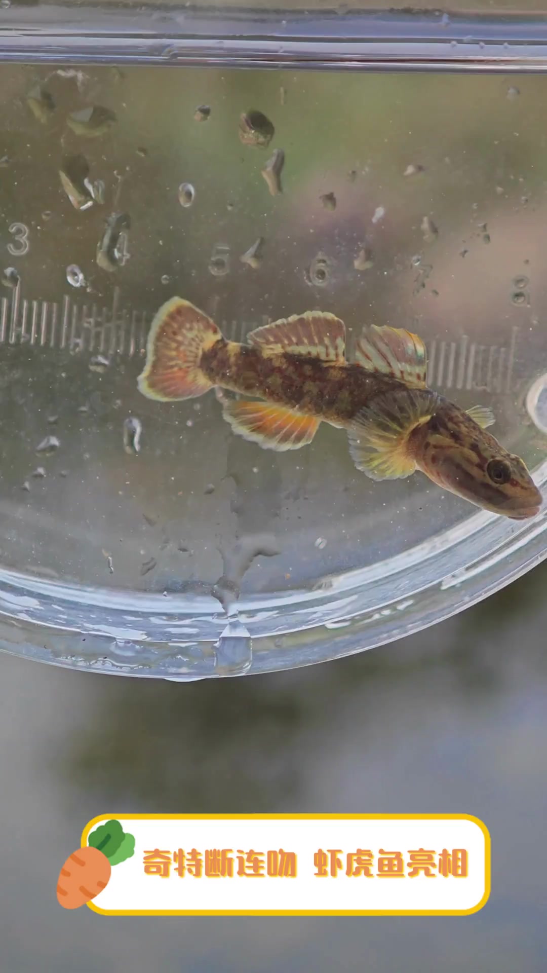 奇特断连吻,虾虎鱼亮相