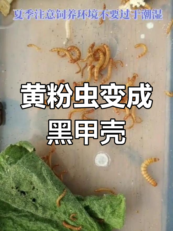 面包虫变甲壳虫,轻松繁殖新个体