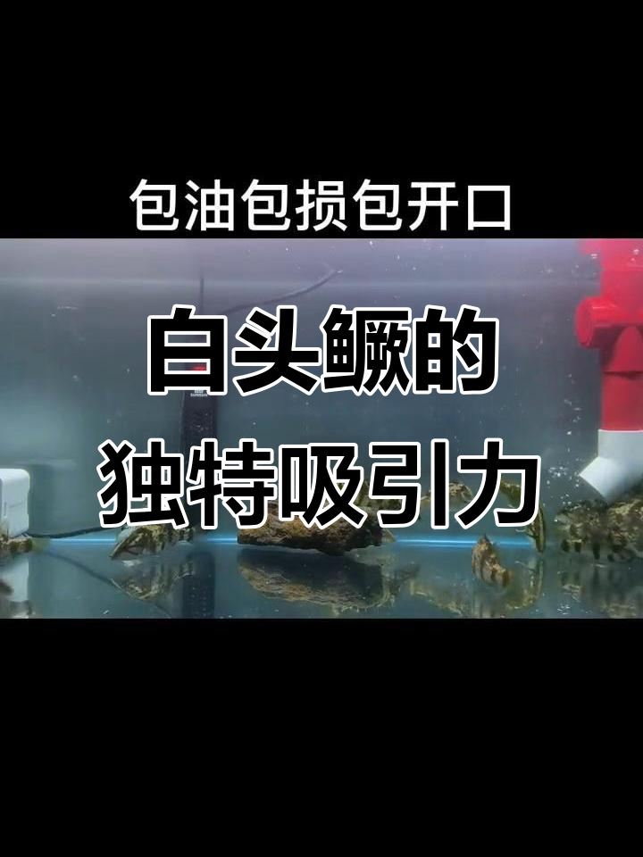 每条都开口,白头鳜的魅力让我无法抗拒