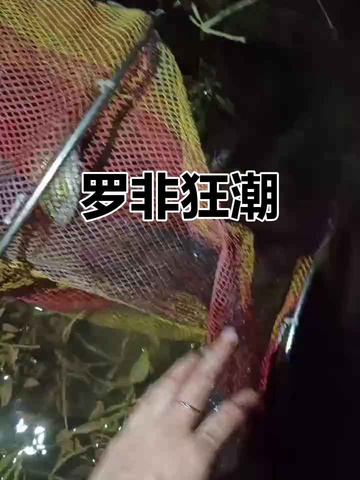 昨晚加班后,连钓罗非鱼到崩溃!