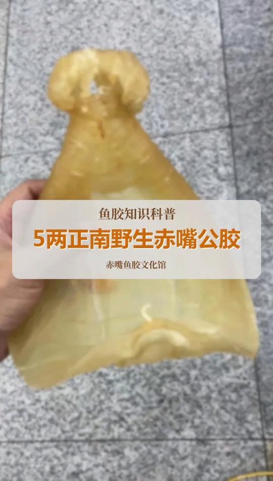 5两多正南赤嘴公胶