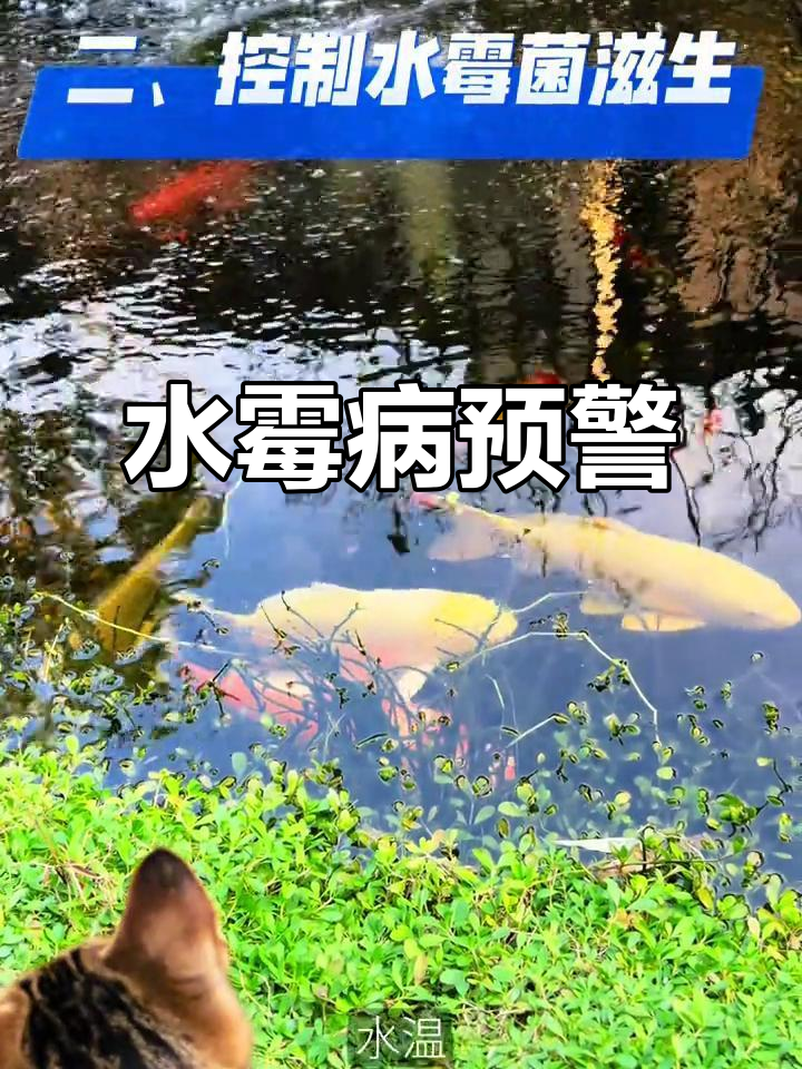 秋冬水霉病高发,锦鲤如何应对?