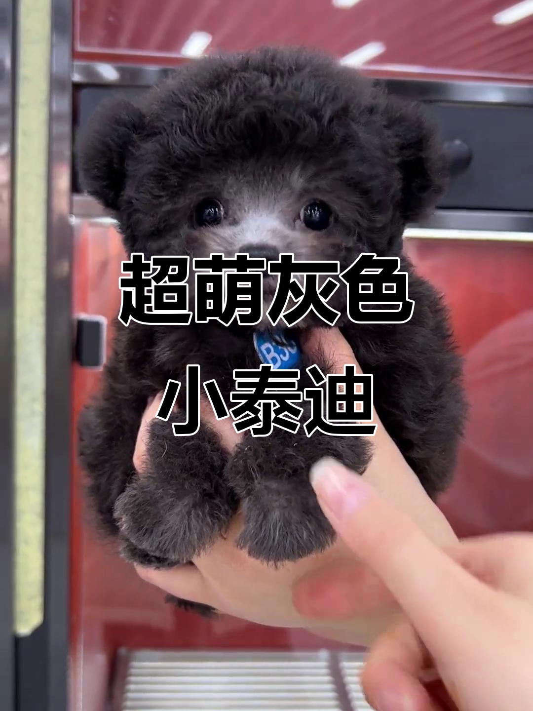 灰色飞耳小泰迪,萌态十足,超可爱!