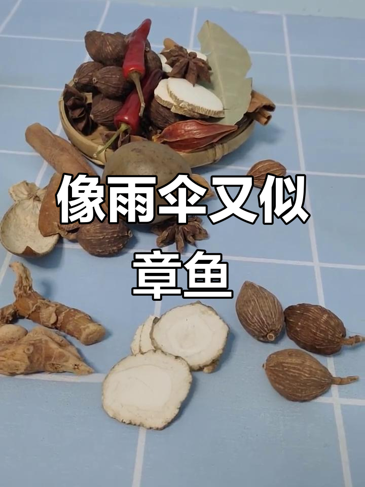 水母与章鱼的奇妙变身,透明玻璃般的美丽水生生物