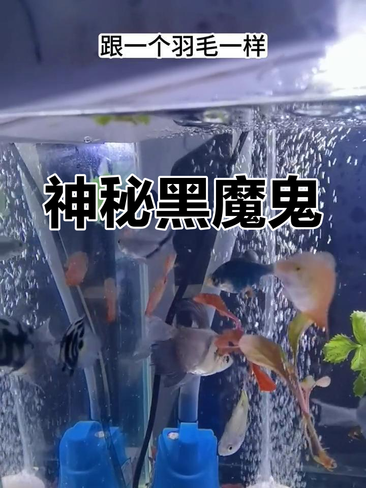 黑魔鬼鱼,夜行捕猎者,独特造型与电感能力令人惊叹