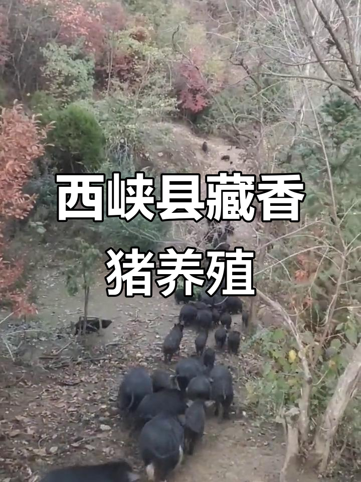 藏香猪:川西高原的珍稀瘦肉型品种,品质卓越