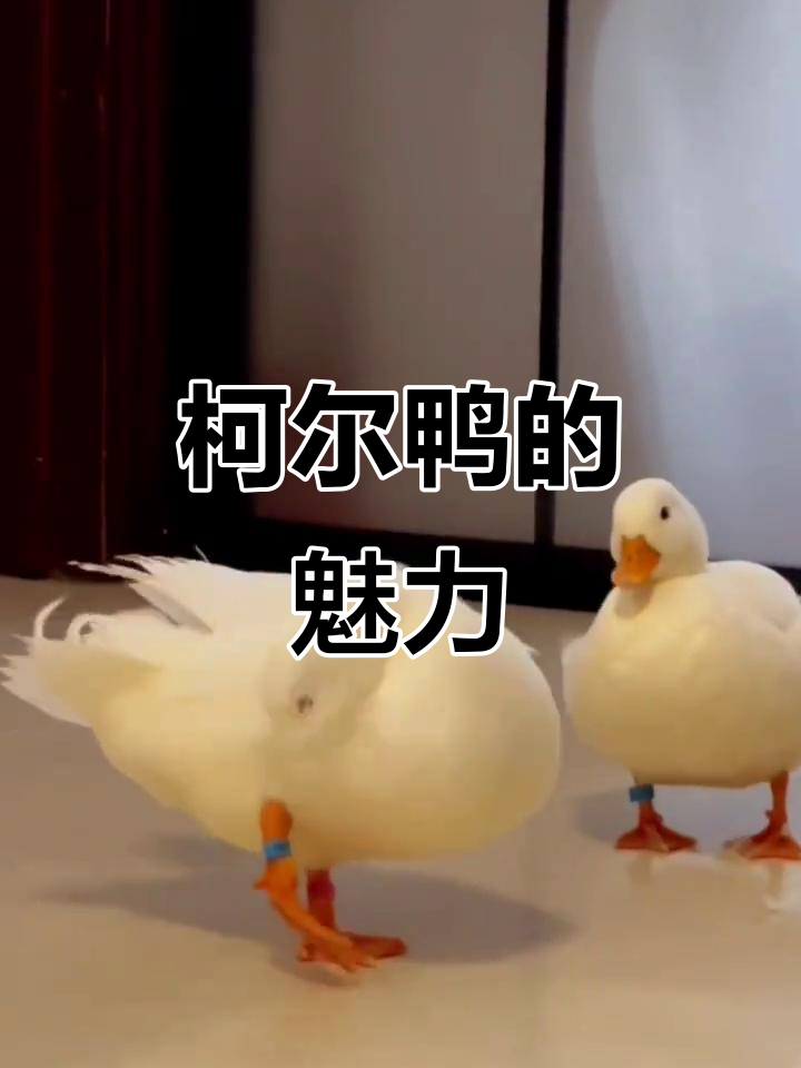 柯尔鸭小巧可爱,室内饲养轻松打理,羽毛自洁超省心!