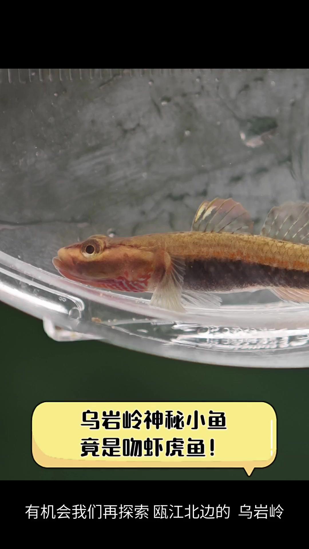 乌岩岭神秘小鱼,竟是吻虾虎鱼!