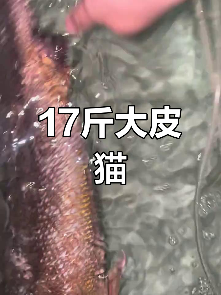 钱塘江巨型鱼,8斤多皮猫惊艳登场!
