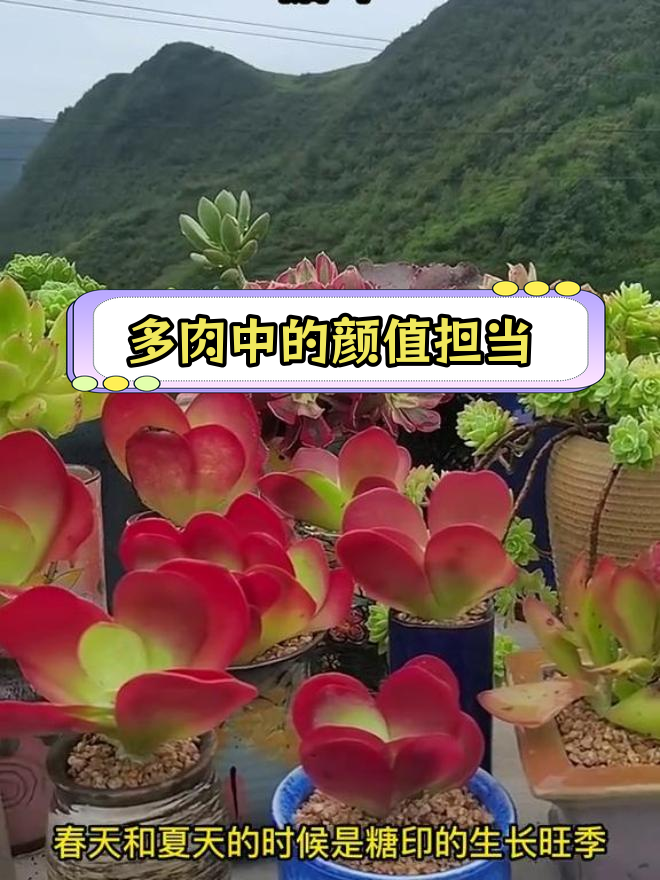 10种颜值超高的多肉植物,谁是你心中的最美?