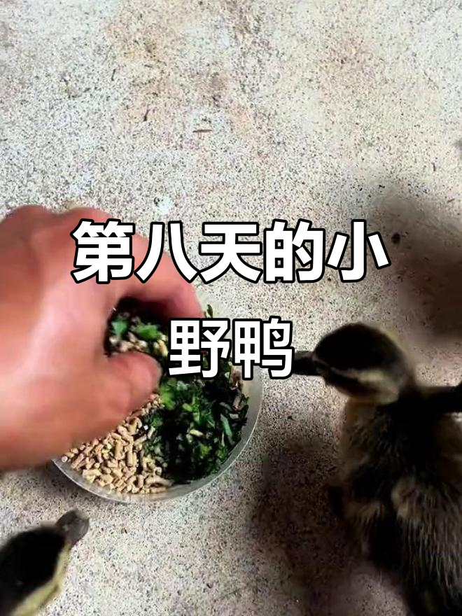 小野鸭第8天,烤饲料拌青菜,跑得飞快!