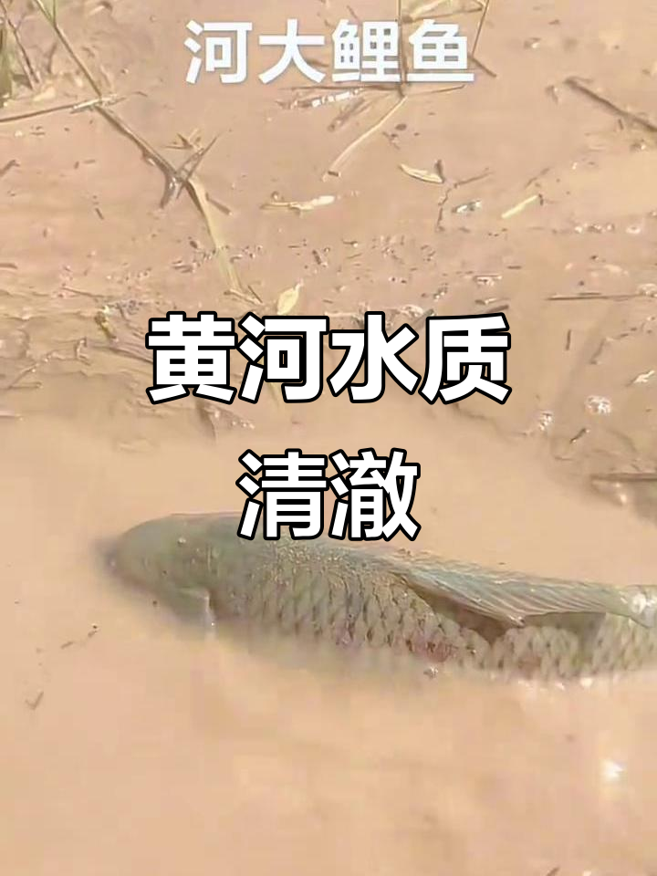 黄河虽泥沙多,水质纯净,鱼类品质上乘