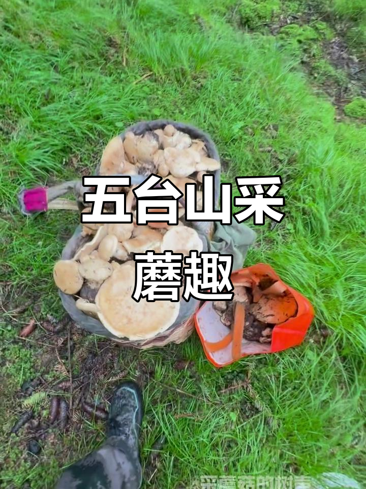 雨后五台山,采蘑菇如拾宝,虎皮满篓,乐趣无穷!
