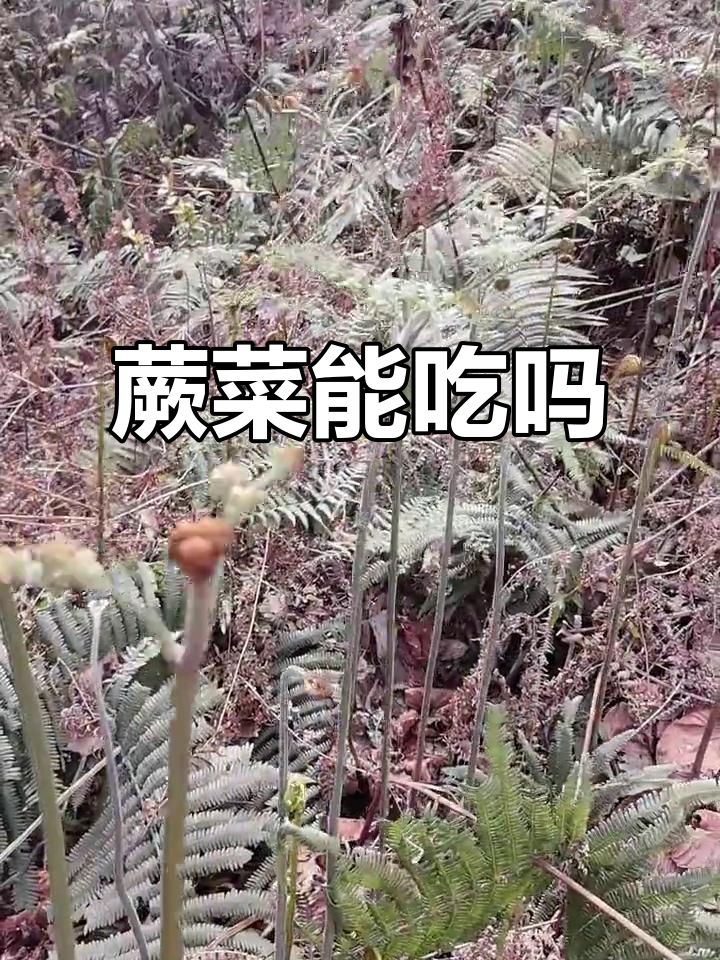 蕨菜到底能不能吃?有人竟然说它有毒!