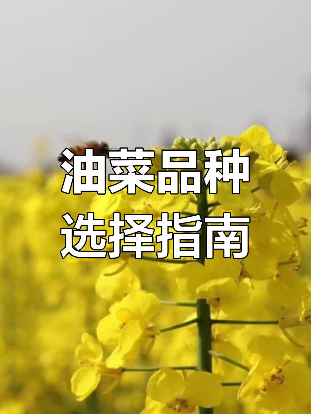 关中油菜花种植技巧:如何选对品种,提高产量
