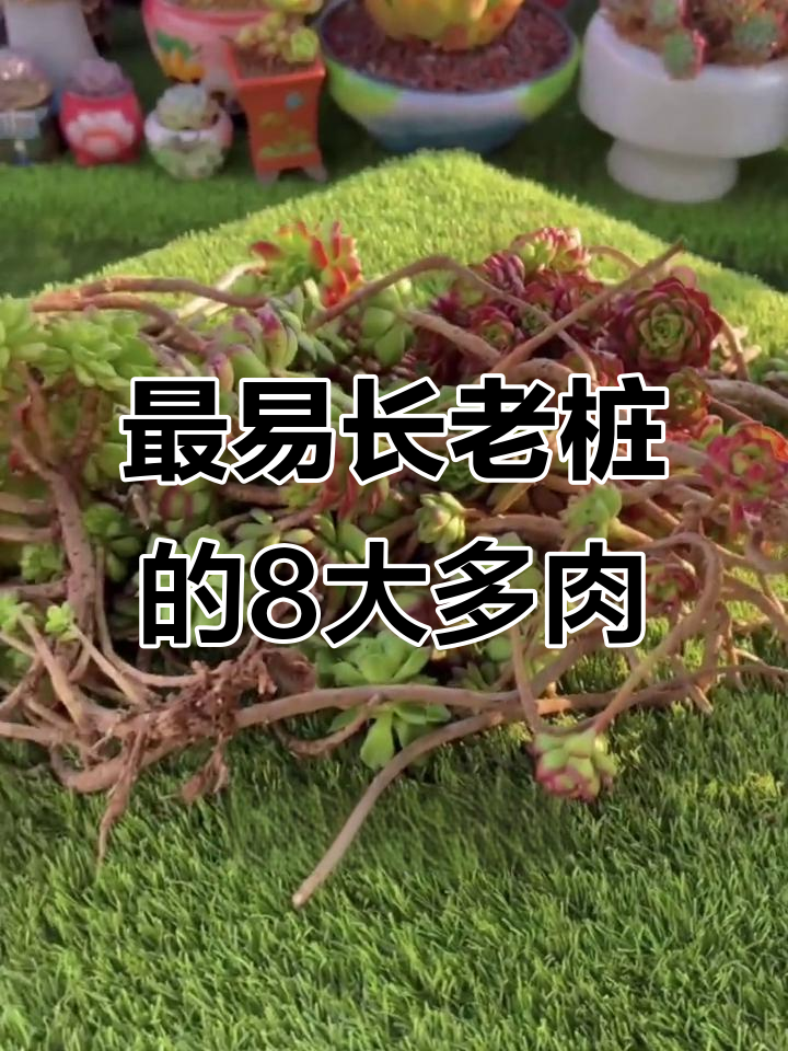 八种最容易长桩的多肉植物，看看你养了哪些？