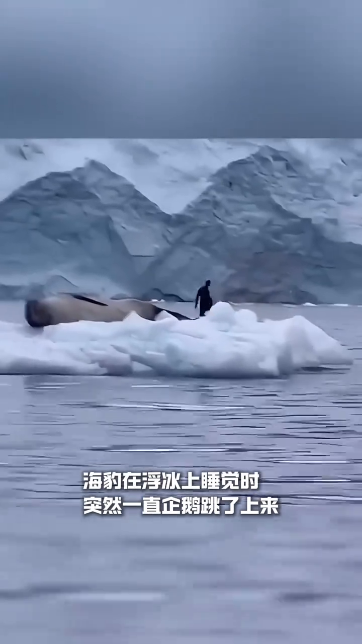 海豹：我好像梦见到嘴的企鹅自助餐外卖它跑了