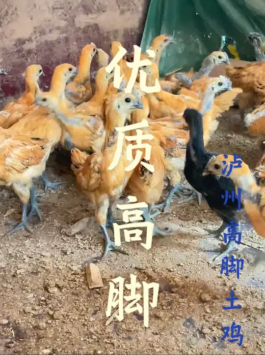 四川老品种泸州高脚土鸡,优质正宗自繁自养!