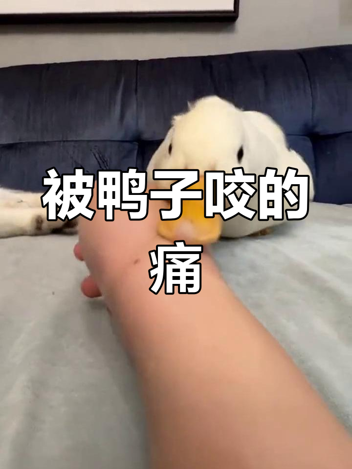 鸭子咬人真不疼,但会拧!