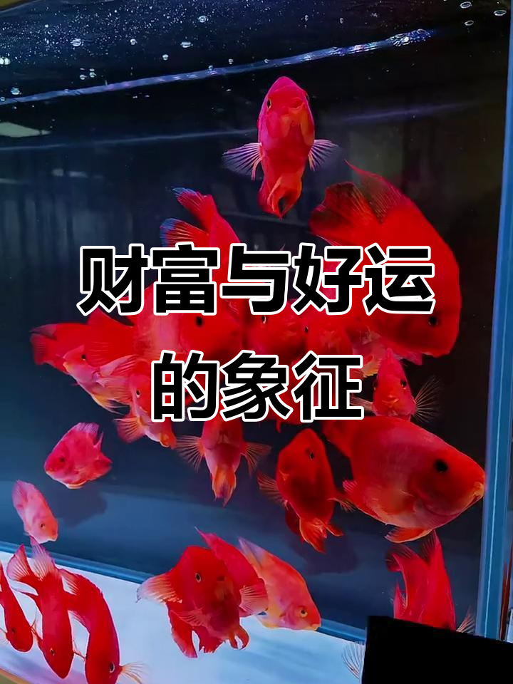 发财鱼游来,好运连连!阴阳锦鲤带来财运