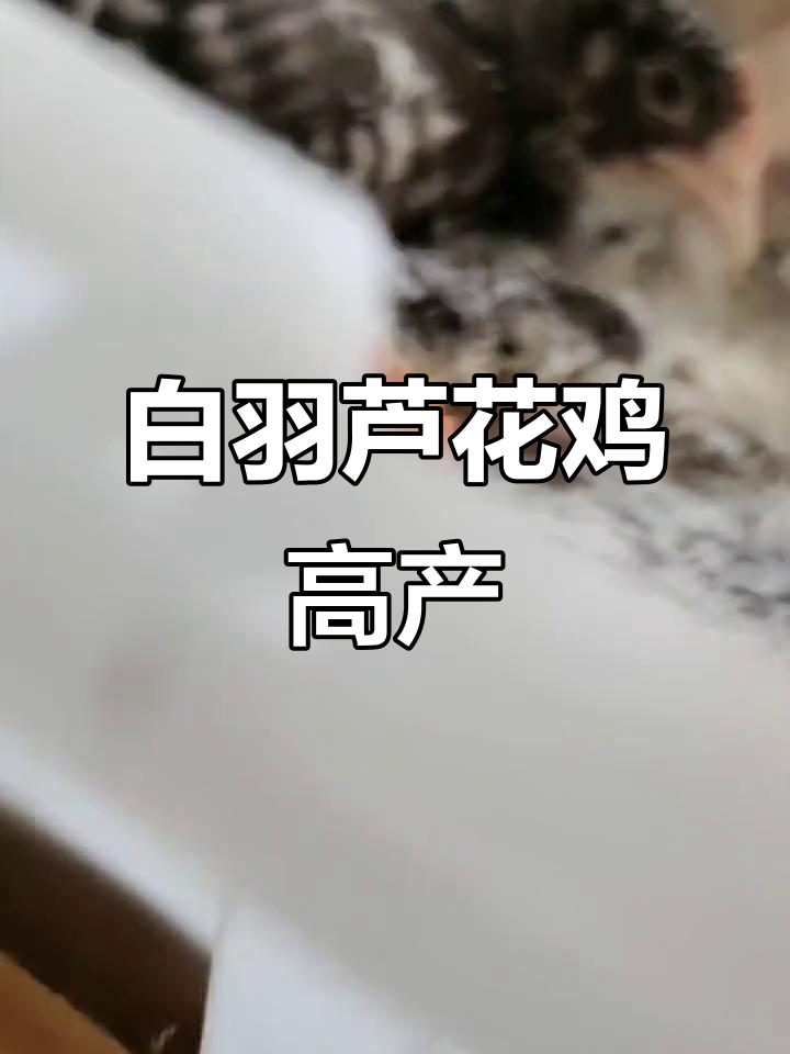 芦花鸡苗抗病力强,湖南发货五十只白羽母鸡高产蛋