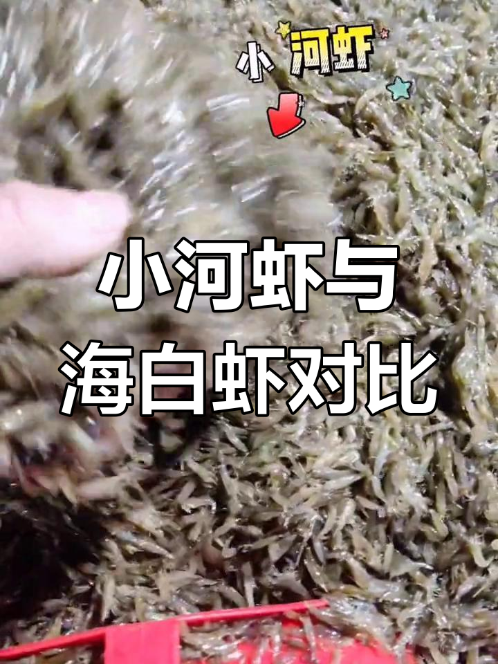 两种小虾,哪种更美味?活蹦乱跳的海白虾和小河虾你选哪个
