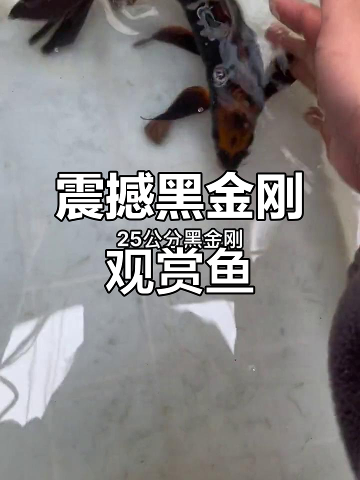 黑金刚观赏鱼,25公分左右超震撼!