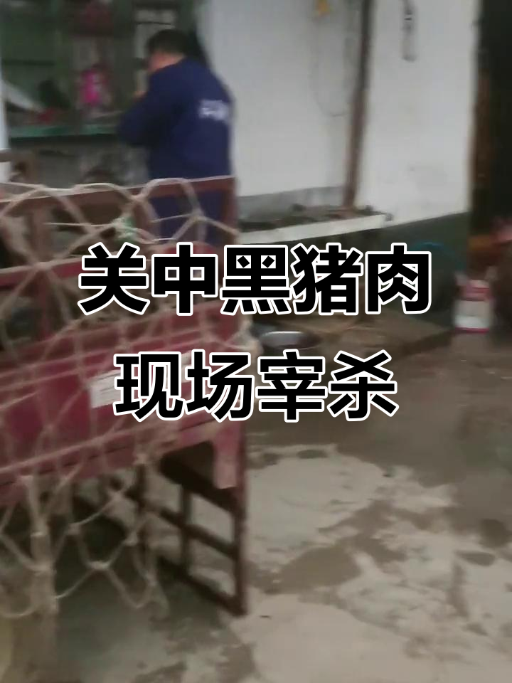 散养关中黑猪肉,新鲜食材现场杀猪全过程