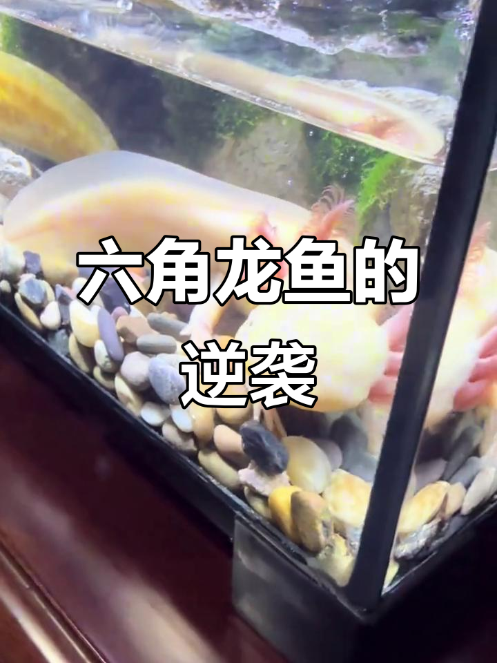 猪市低迷,转行养六角恐龙鱼,投资300元等它们繁殖